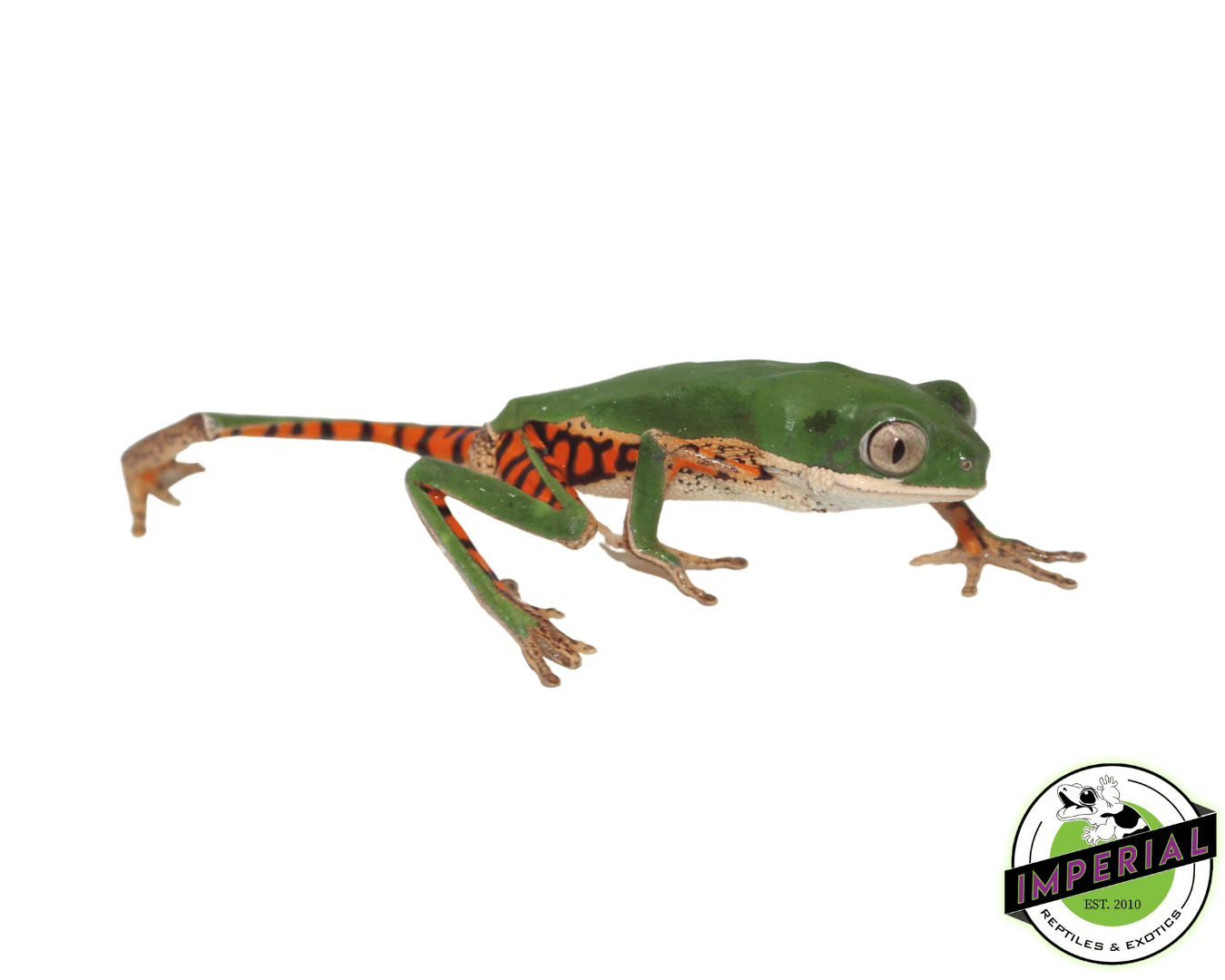 Tiger Leg Monkey frog for sale, buy amphibians online