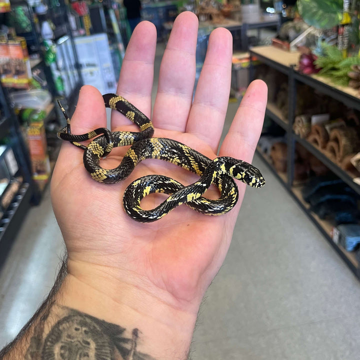 25mm (1 in) Tiger Rat Snake Shed Plugs on sale