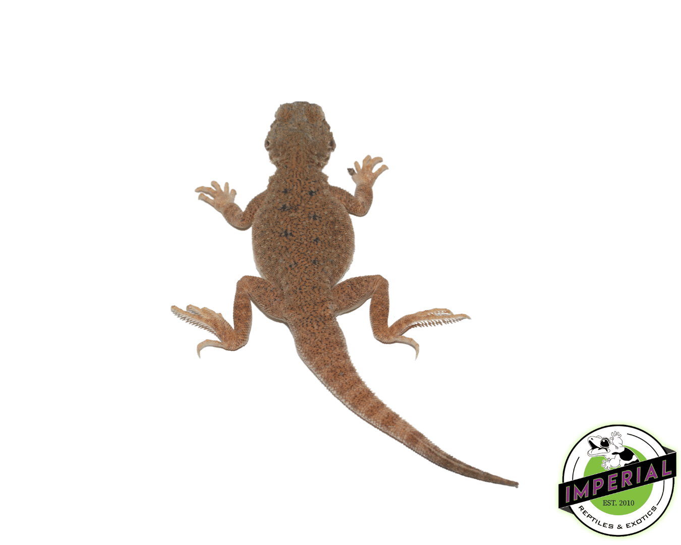 Toad Head Agama For Sale Imperial Reptiles IMPERIAL REPTILES & EXOTICS