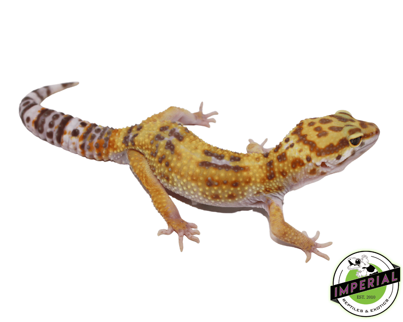 Tornado Hyglo Leopard Gecko Adult