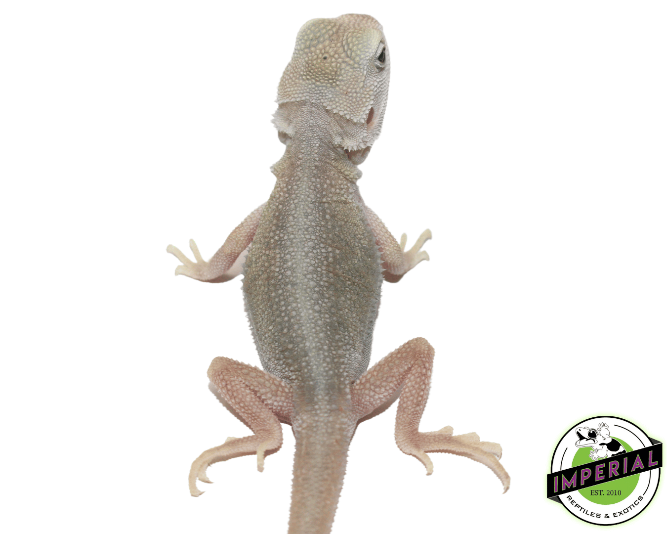 hypo translucent dunner witblits bearded dragon for sale, buy reptiles online