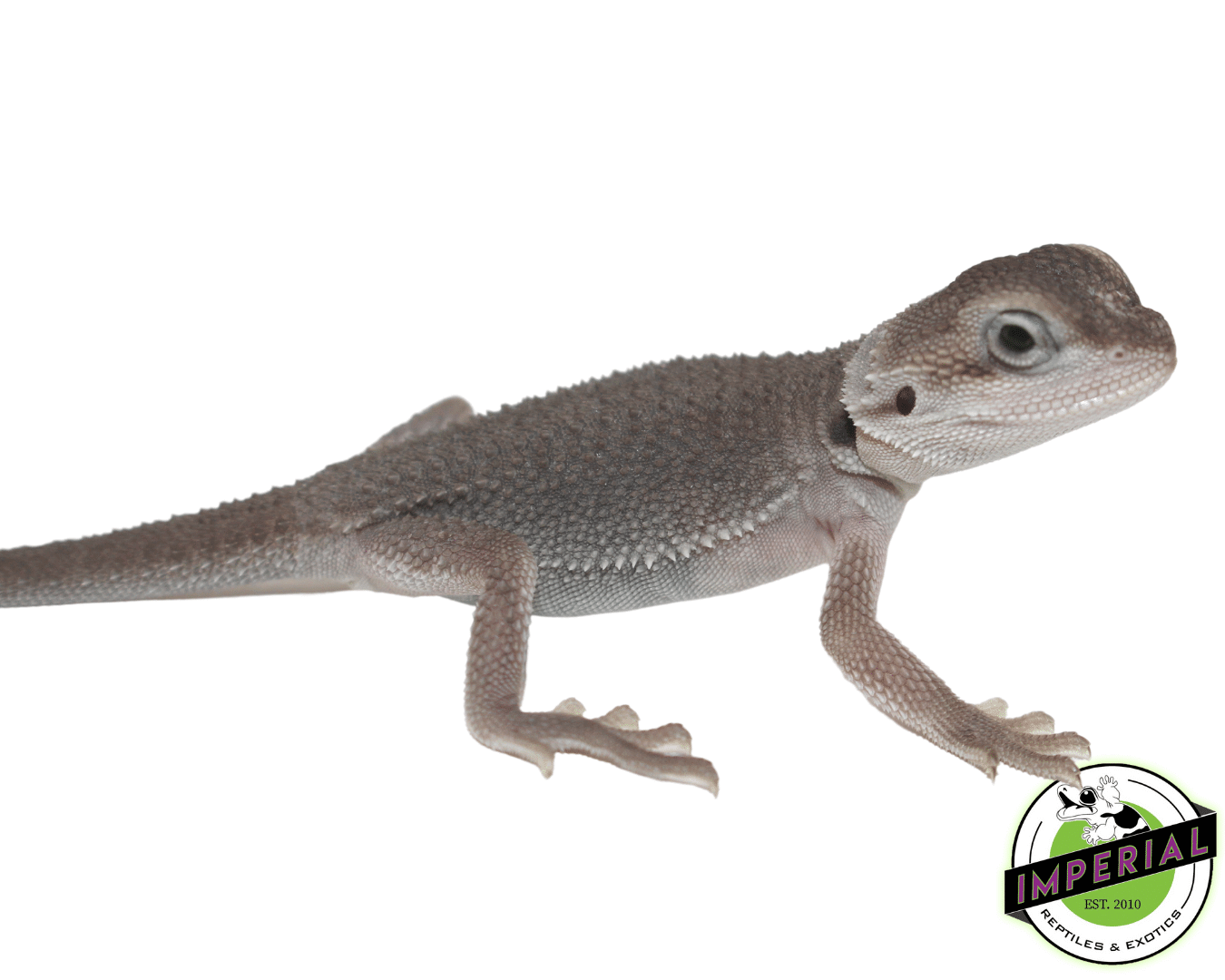 Translucent Zero Bearded Dragon Baby IMPERIAL REPTILES & EXOTICS