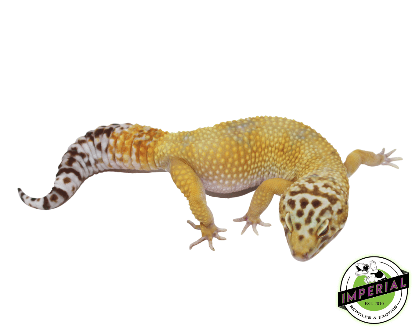 Giant Tremper ph Eclipse Leopard Gecko Adult