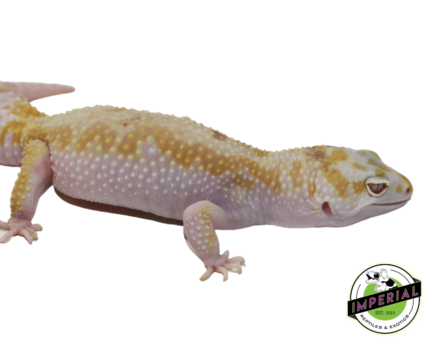 tremper white and yellow leopard gecko for sale, buy reptiles online