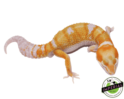 White & Yellow Tremper leopard gecko for sale, buy reptiles online