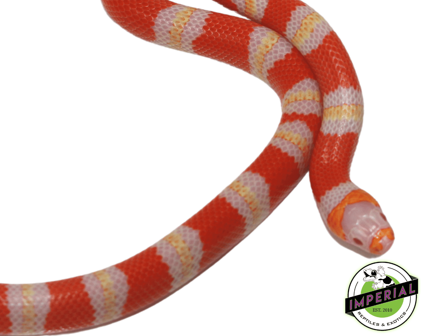 albino tri-color honduran milk snake for sale, buy reptiles online