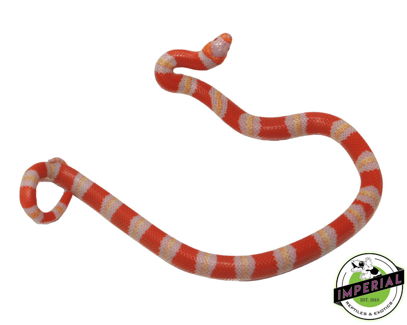 albino tri-color honduran milk snake for sale, buy reptiles online