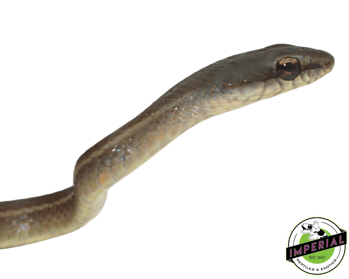 Boddaert's Tropical Racer (Mastigodrtas boddaerti) For Sale - Imperial ...