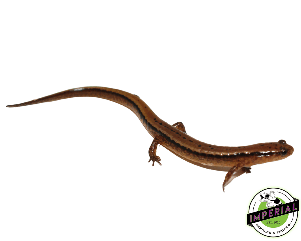 Sale For Imperial IMPERIAL Two – Lined & Reptiles - REPTILES EXOTICS Salamander