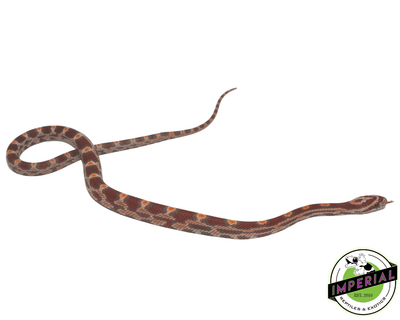 Ultramel Okeetee Corn Snake for sale, buy reptiles online at cheap prices