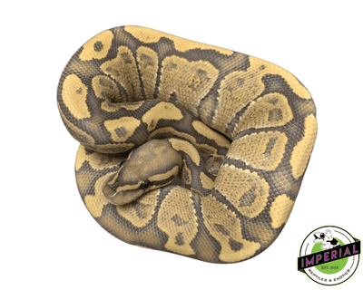 vanilla ghost ball python for sale, buy reptiles online