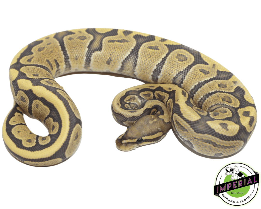 Patternless Ghost Ball Python True Ghost Ball Python
