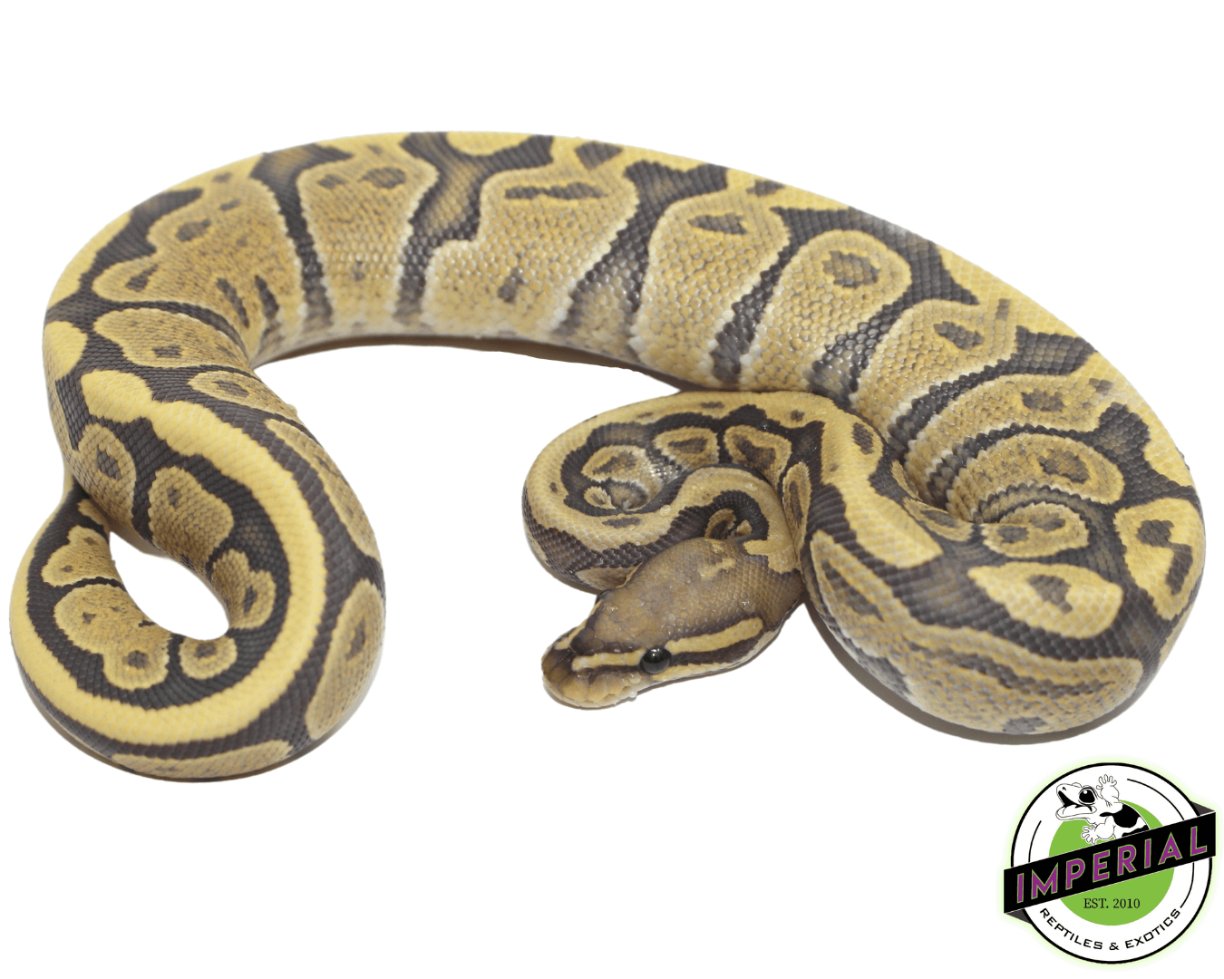 vanilla ghost ball python for sale, buy reptiles online