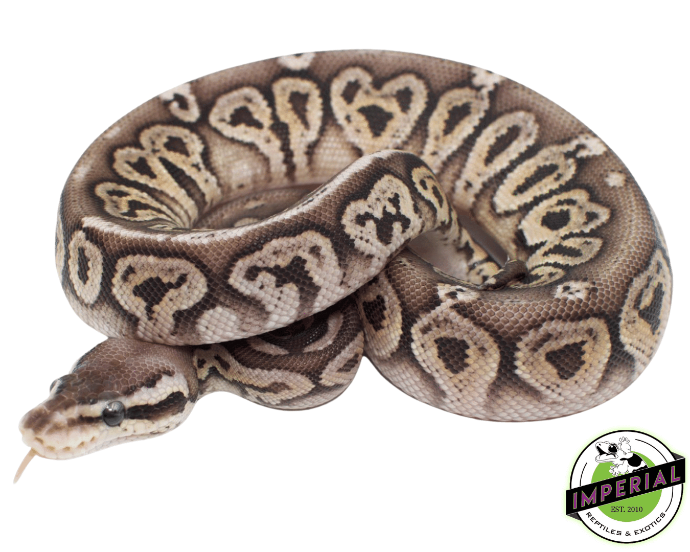 vanilla pewter ball python for sale, buy reptiles online