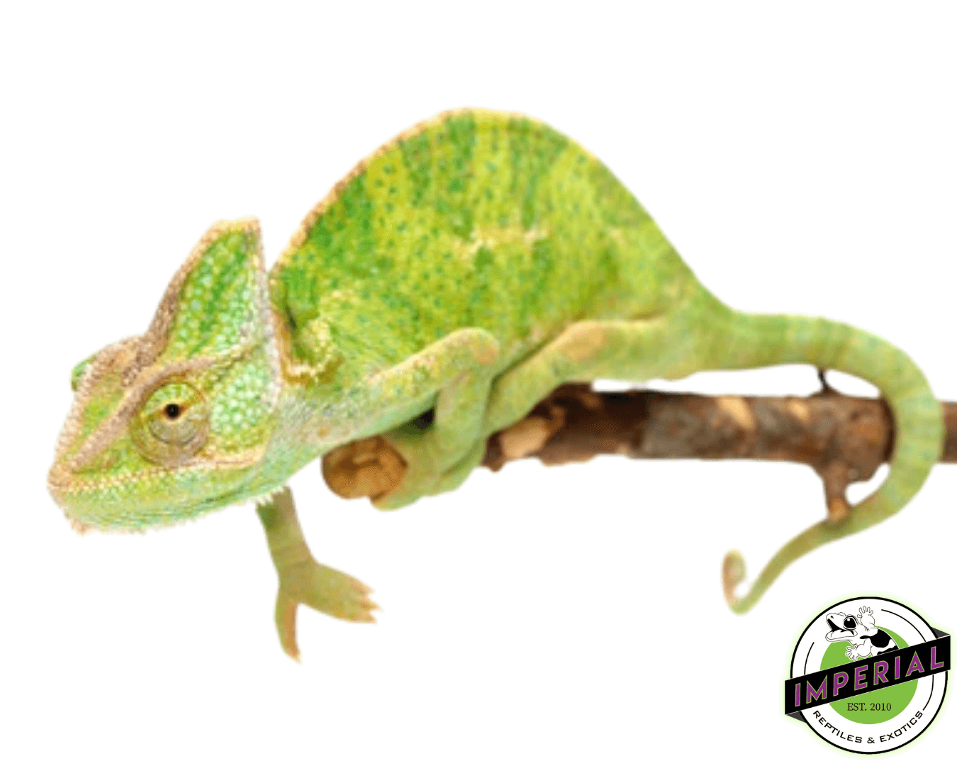 veiled chameleon for sale, buy reptiles online
