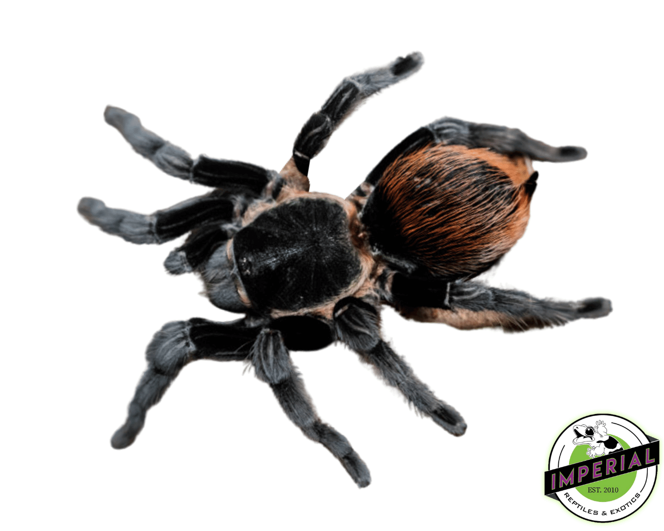 Veracruz Red-rump Tarantula For Sale - Imperial Reptiles – IMPERIAL ...