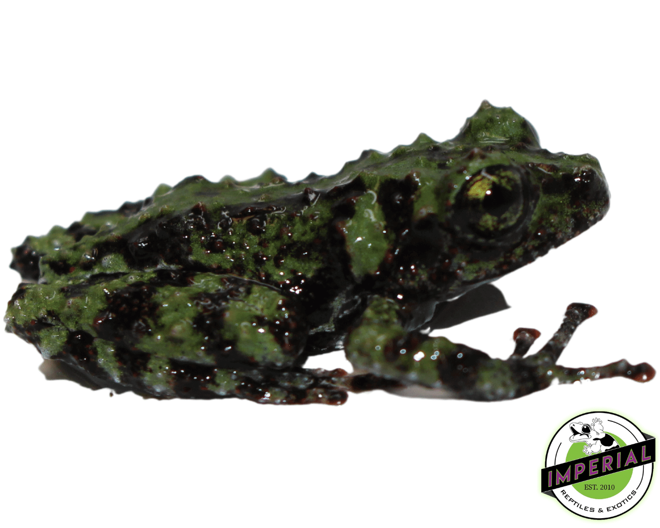 Vietnamese Mossy Frog for sale, buy frogs for sale online at cheap prices, Theloderma corticale