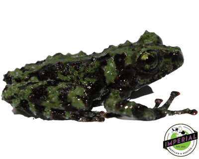 Vietnamese Mossy Frog for sale, buy frogs for sale online at cheap prices, Theloderma corticale
