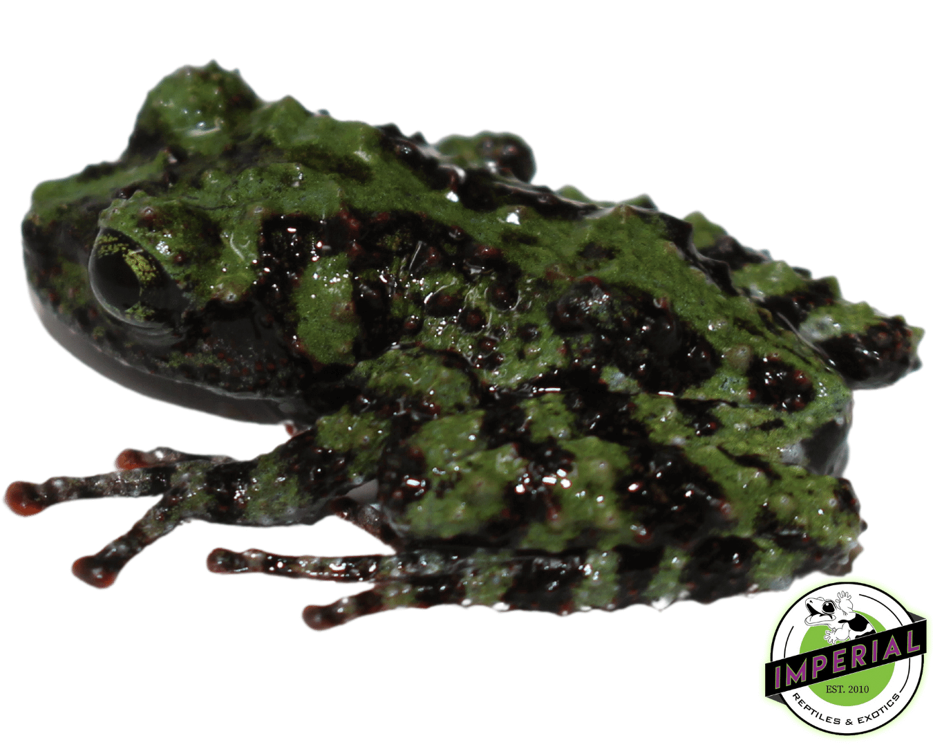 Vietnamese Mossy Frog for sale, buy frogs for sale online at cheap prices, Theloderma corticale