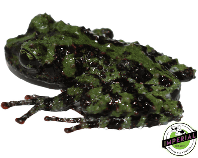 Vietnamese Mossy Frog for sale, buy frogs for sale online at cheap prices, Theloderma corticale