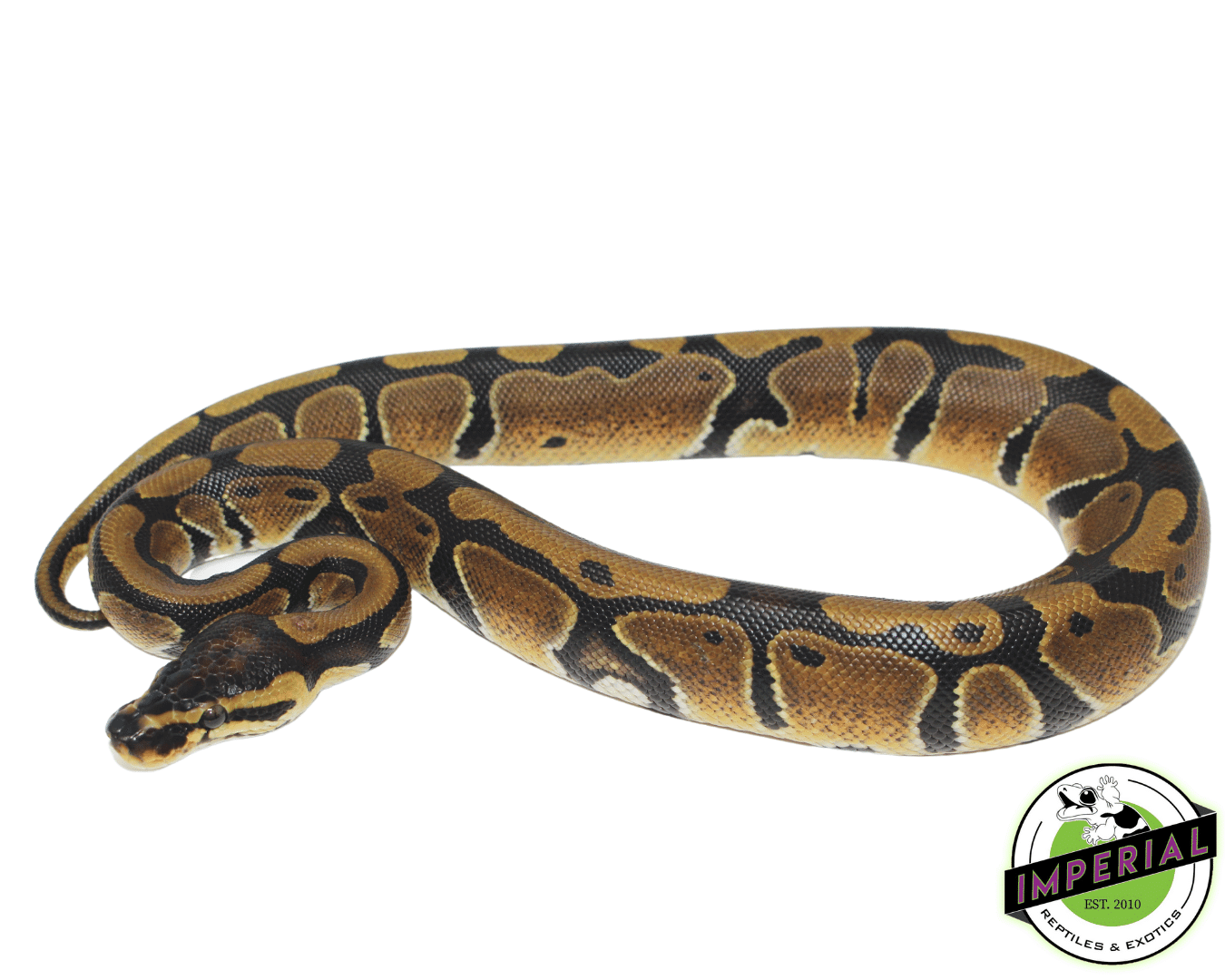 dinker african import ball python for sale, buy reptiles online