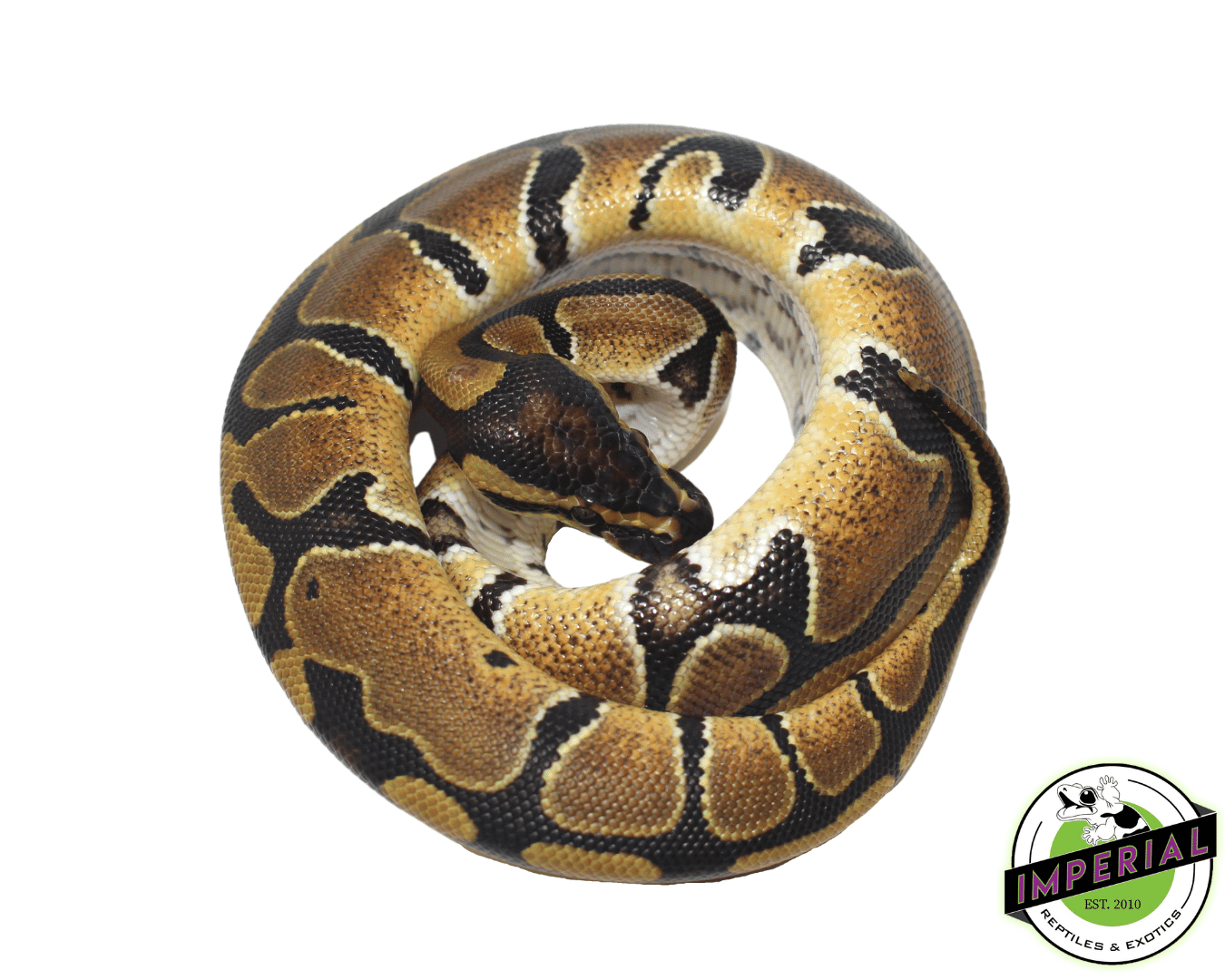 dinker african import ball python for sale, buy reptiles online