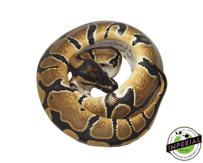 dinker african import ball python for sale, buy reptiles online