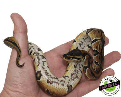 dinker african import ball python for sale, buy reptiles online