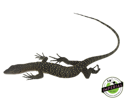mangrove monitor lizard for sale, buy reptiles online