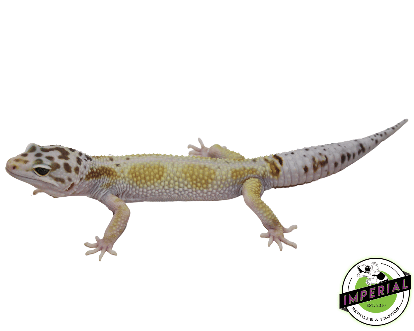 White & Yellow Leopard Gecko Adult
