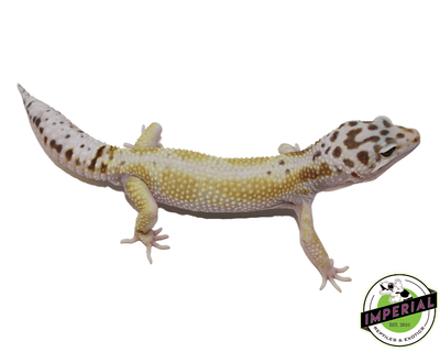 White & Yellow Leopard Gecko Adult