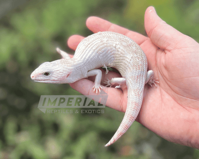 ivory northern blue tongue skink for sale, buy reptiles online