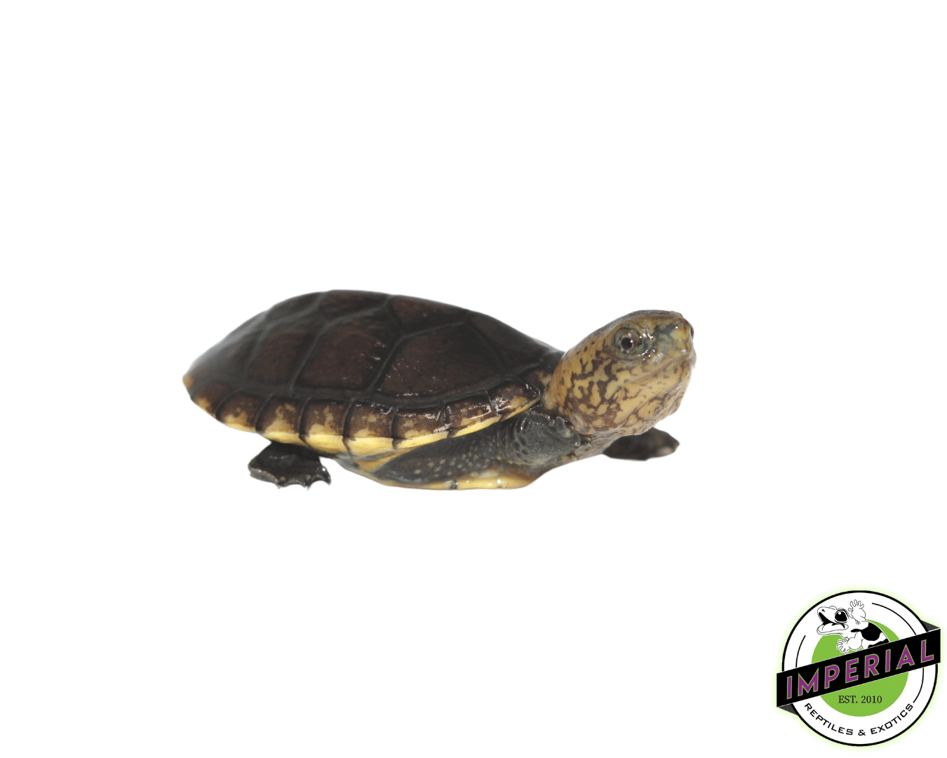 white lip mud turtle for sale, buy reptiles online