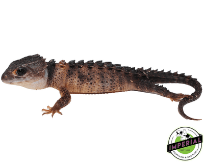 white eye crocodile skink for sale, buy reptiles online
