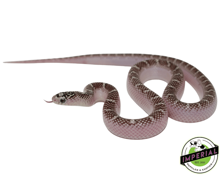 【f-arai】KING SNAKE Swamp white-sided-anery-brooks-king-
