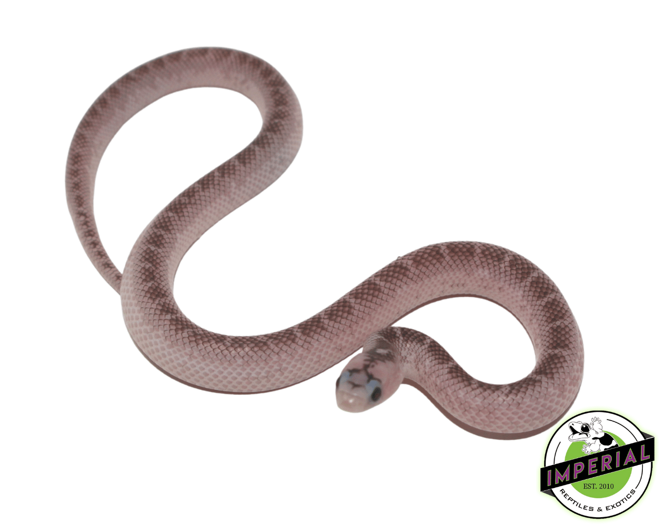 【f-arai】KING SNAKE Swamp White Sided Axanthic Het Hypo Brooks Kingsnake For Sale