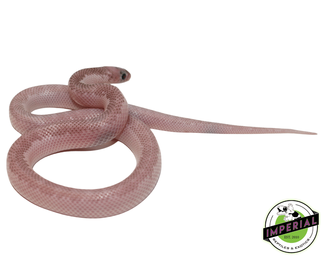 https://imperialreptiles.com/cdn/shop/products/white-sided-ghost-brooks-for-sale_1400x.png?v=1660064595