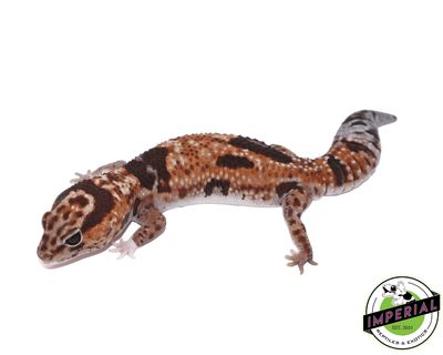 Aberrant Whitesock Whiteout 100% het Amel African Fat Tail gecko for sale, buy reptiles online