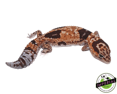 Aberrant Whitesock Whiteout 100% het Amel African Fat Tail gecko for sale, buy reptiles online