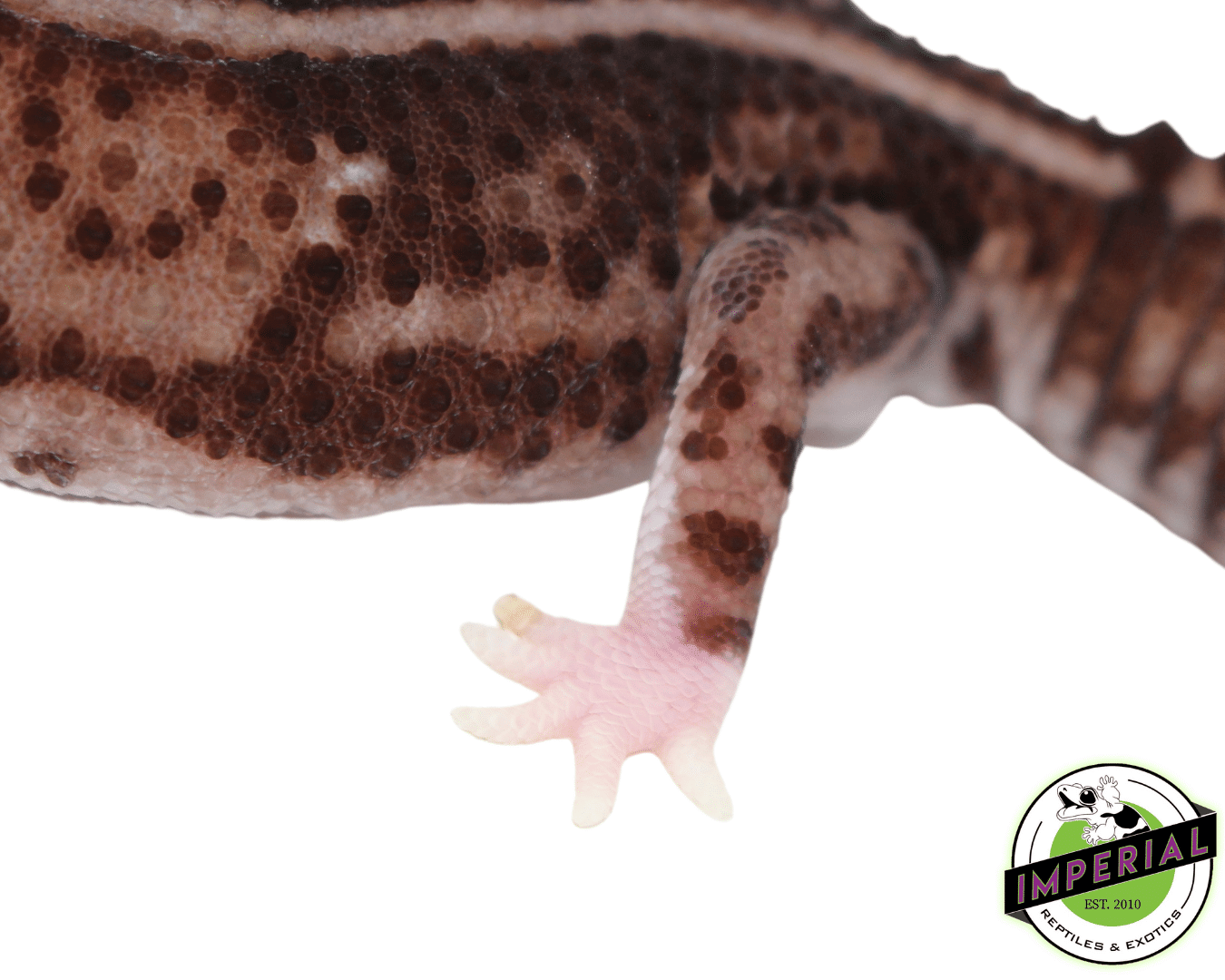 whitesock whiteout African Fat Tail gecko for sale, buy reptiles online