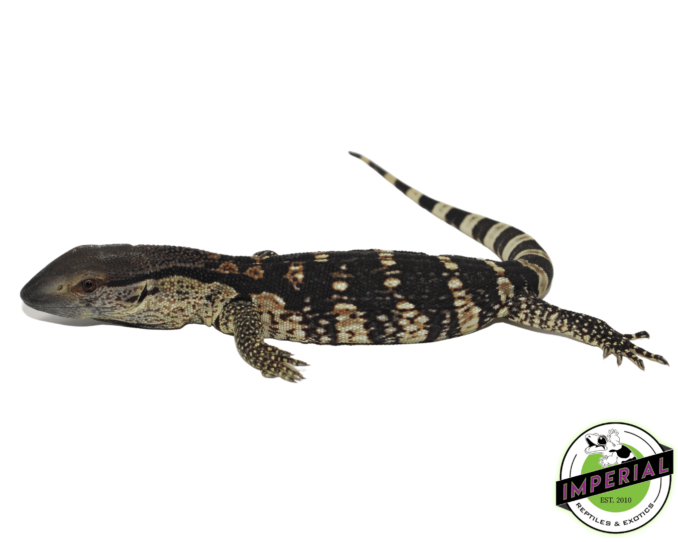 white throat monitor for sale, buy monitor lizard reptiles for sale online at cheap prices