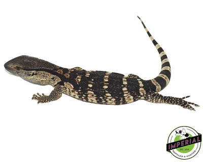 white throat monitor for sale, buy monitor lizard reptiles for sale online at cheap prices