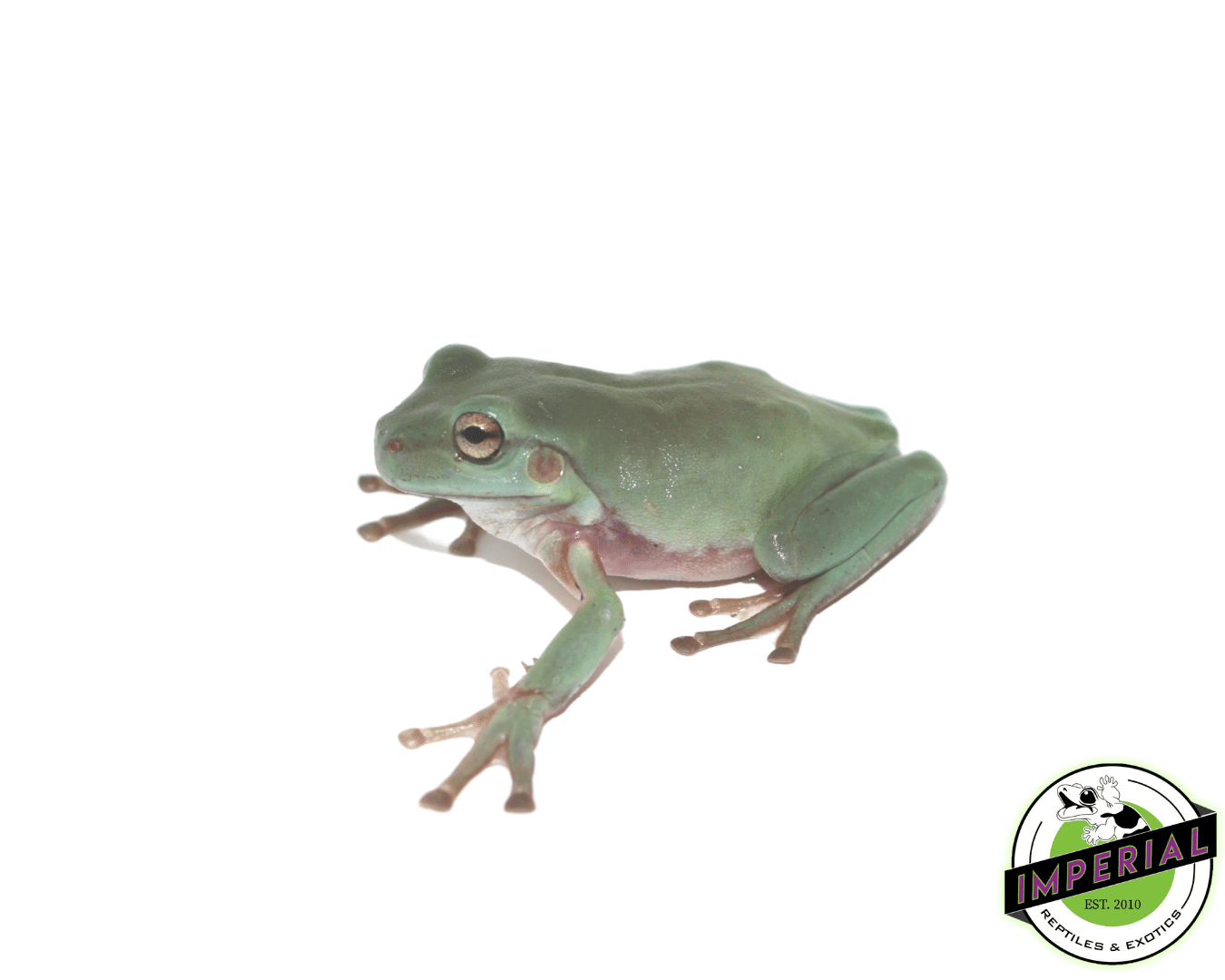 https://imperialreptiles.com/cdn/shop/products/white-tree-frog-for-sale_1400x.png?v=1620333212