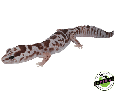 african fat tail gecko for sale online, buy geckos cheap near me