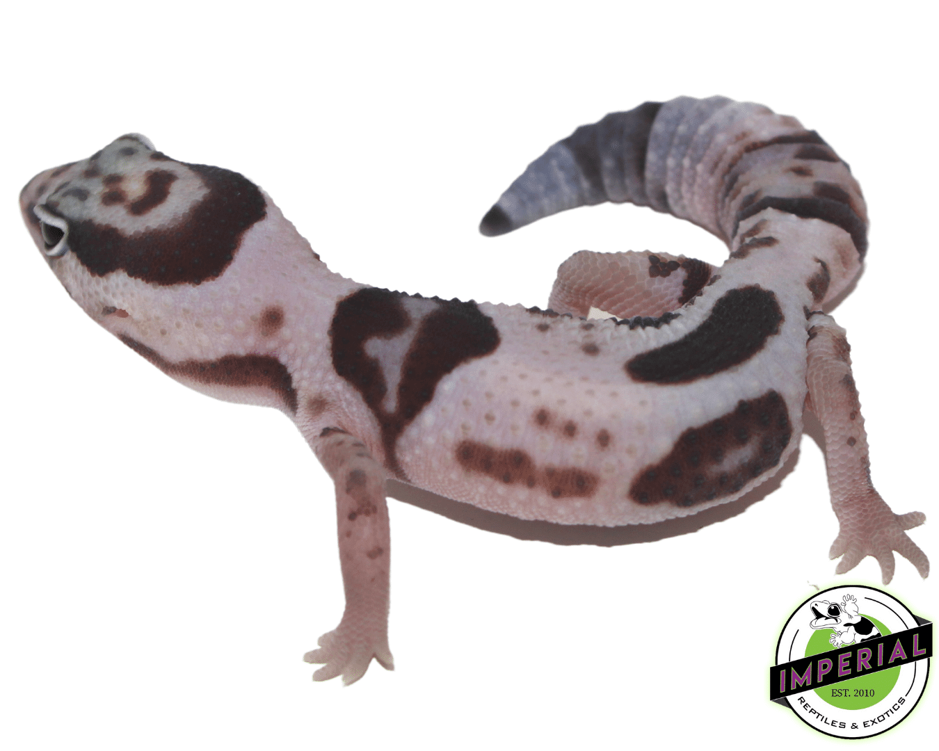 Whiteout African Fat Tail gecko for sale, buy reptiles online