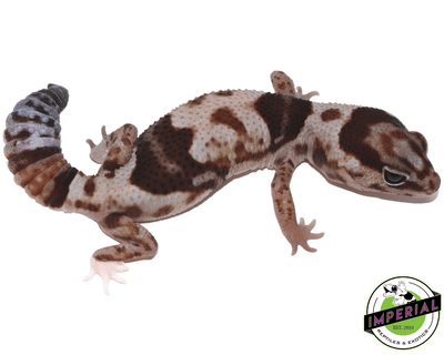 Whiteout Het Snow (OreoxCaramel) Fat Tail Gecko