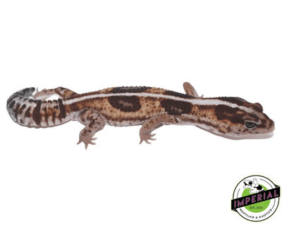 Whiteout Het Oreo ph Patty African Fat Tail Gecko