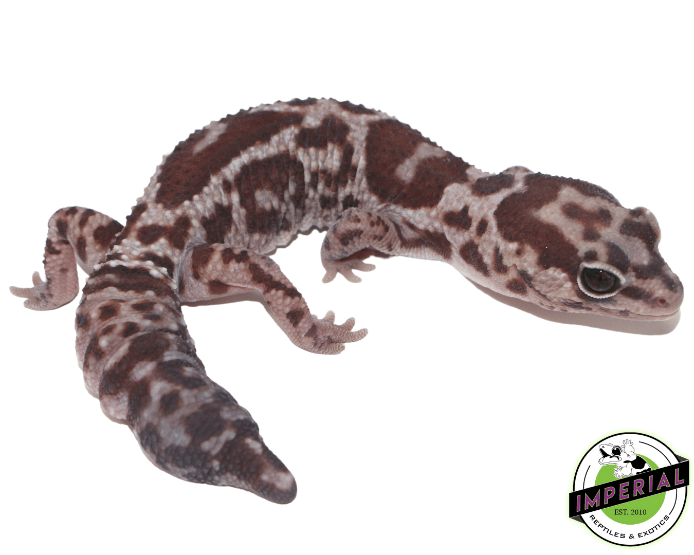 Whiteout Het Snow (OreoxCaramel) Fat Tail Gecko