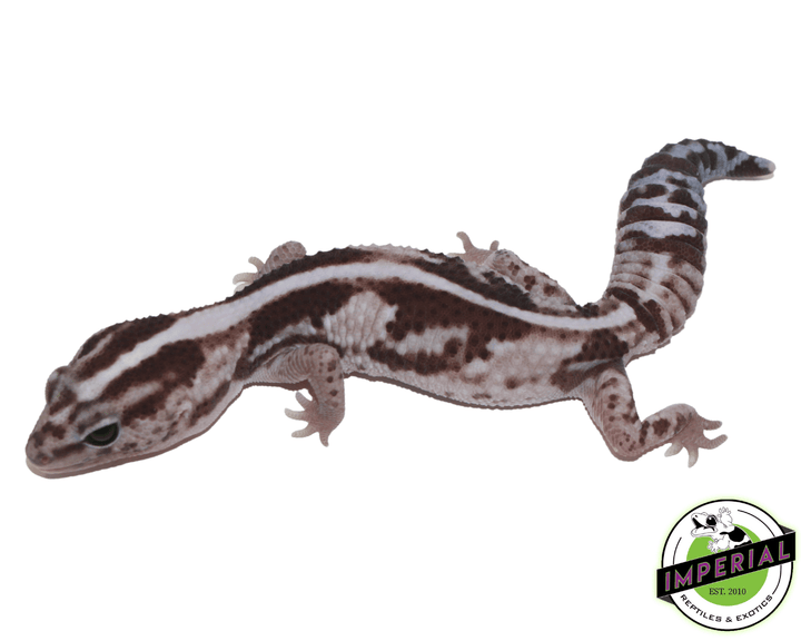 whiteout-oreo-zero-het-african