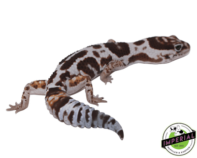 Whiteout ph Oreo Amel African Fat Tail gecko for sale, buy reptiles online